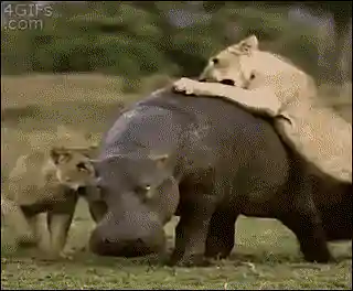Des lionnes s'attaquent à un hippopotame