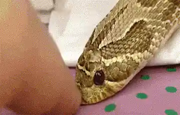Vipère posée sur un tissu à pois