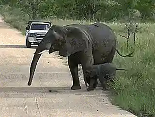 Un éléphant fait traverser son petit !