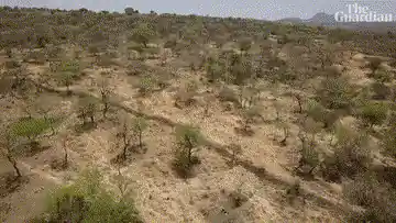 Field Guide to Trees of Southern Africa - Piet van Wyk
