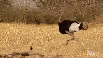 L'autruche met la tête dans le sable, un mythe !