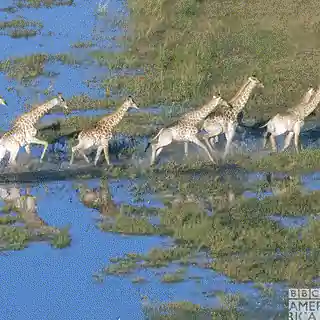 Troupeau de girafes traversant une plaine inondée