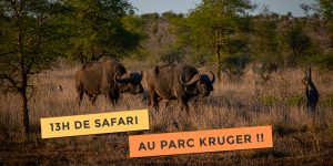 13h de safari au parc kruger en self drive