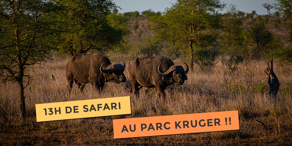 13h de safari au parc kruger en self drive