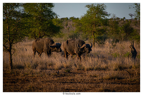 Une journĂ©e au parc Kruger, 13 heures de safari đŠ Super buffles au parck kruger en self drive