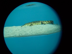 Le crocodile, un repas par an lui suffit. Un crocodile qui se prélasse