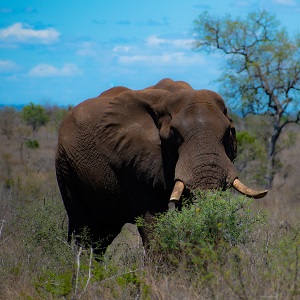Le langage secret des éléphants Super éléphant du parc Kruger qui nous regarde droit dans les yeux