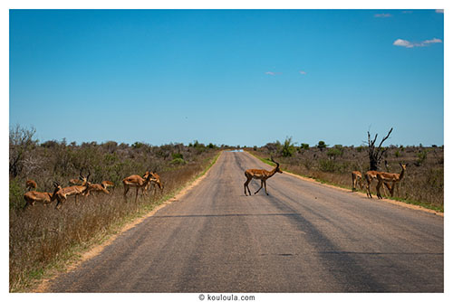 Une journĂ©e au parc Kruger, 13 heures de safari đŠ quelques impala sur la route au parck kruger