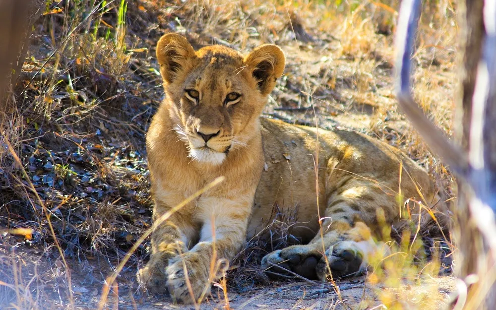 Un lionceau observé depuis la voiture dans le parc Kruger