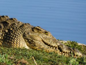 Un crocodile au soleil