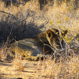 Les tâches des lionceaux Lionceau couché à l'ombre dans la savane, on y voit ses tâches noirs !