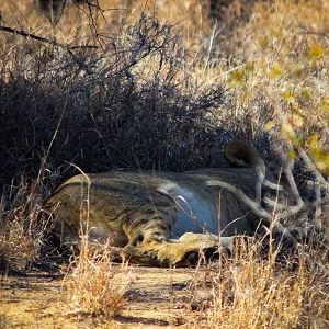 Lionceaux couché à l'ombre dans la savane d'Afrique du Sud, on y voit ses tâches noirs sur ses cuisses !