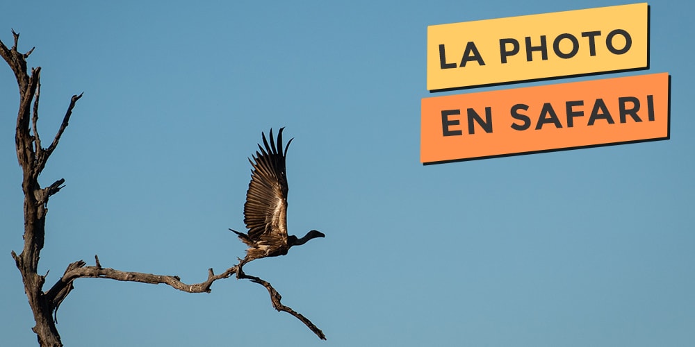 La photographie animalière en Afrique du Sud en safari