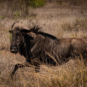 Le gnou, le bon copain de la savane Le gnou, le bon copain de la savane