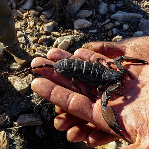 Le scorpion, l'araignée de l’extreme Scorpion buthidae