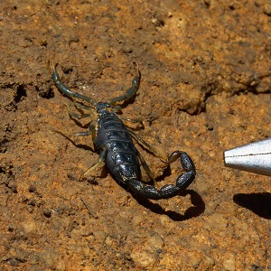 Le scorpion, l'araignée de l’extreme Scorpion scorpionidae