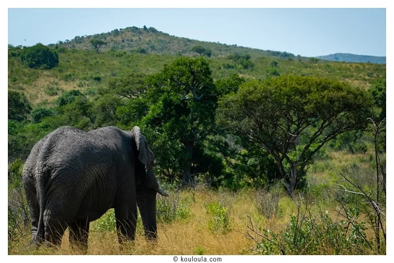 Un bel éléphant Africain !