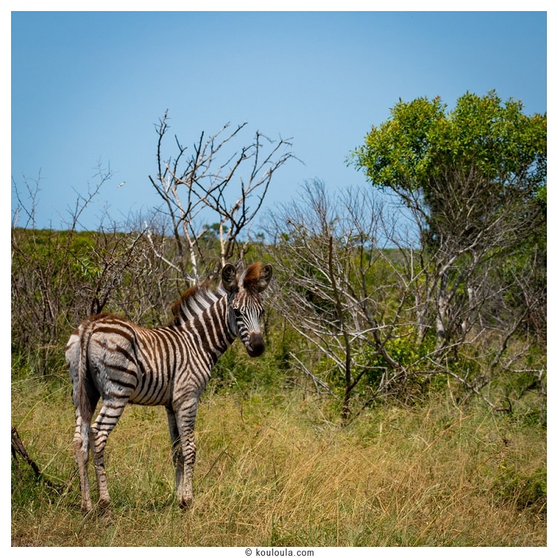 Guide Complet : construire son itinĂ©raire đŠ Petit zĂ©breau croisĂ© en Safari