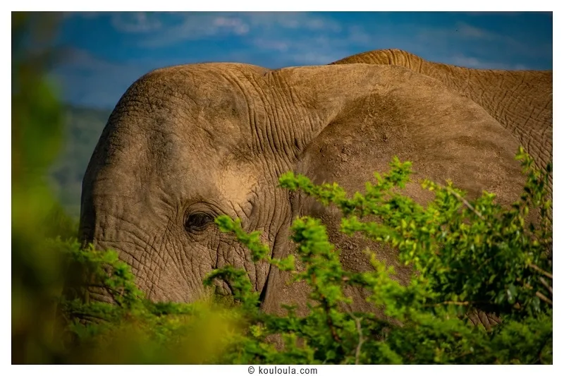 Un super éléphant dans la Réserve de Addo Elephant Parc.