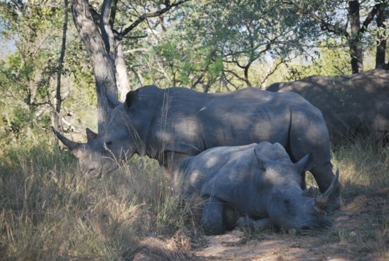 ADFđ„ #3: Trouver des rhinocĂ©ros dans le Parc Kruger ADFđ„ #3: Trouver des rhinocĂ©ros dans le Parc Kruger