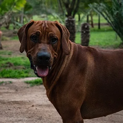 un sacré beau Rhodesian Ridgeback