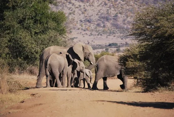 Groupe d'éléphants et leurs petits sur une piste