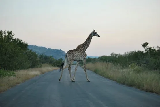Girafe traversant la route goudronnée du parc Kruger