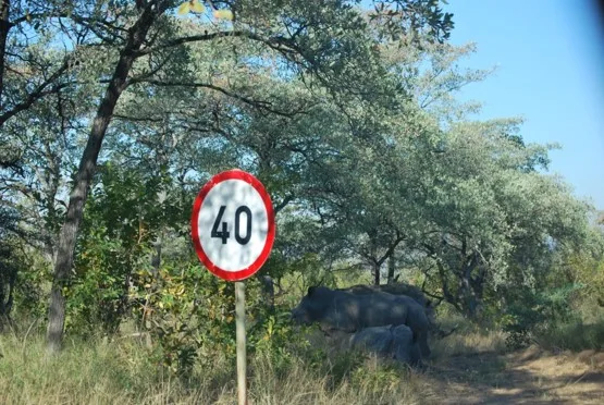 Rhinocéros dans les buissons derriÚre un panneau de limitation à 40