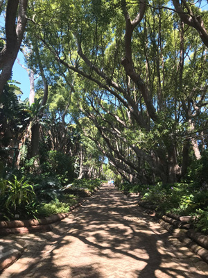 Jardin Botanique de Kirstenbosh Allée des arbre centenaires au Jardin botanique de Kirstenbosch