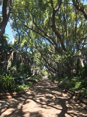 Allée des arbre centenaires au Jardin botanique de Kirstenbosch