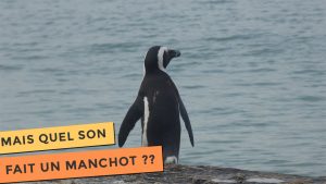 Blog L'un des fameux manchots de Cape Town qui s'avance vers l'océan.