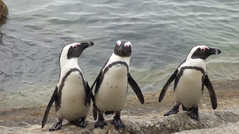 ADFđ„ #9 : Les Manchots de Boulders Beach ADFđ„ #9 : Les Manchots de Boulders Beach