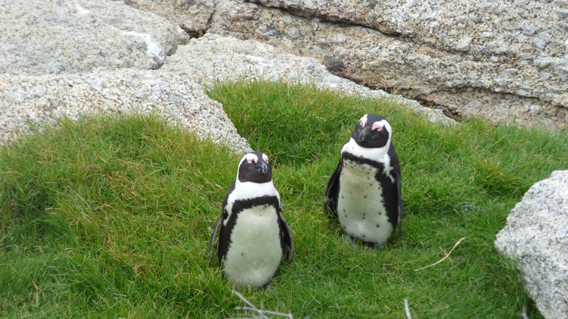ADFđ„ #9 : Les Manchots de Boulders Beach ADFđ„ #9 : Les Manchots de Boulders Beach