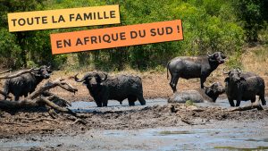 Blog Troupeau de buffle dans une réserve en Afrique du Sud