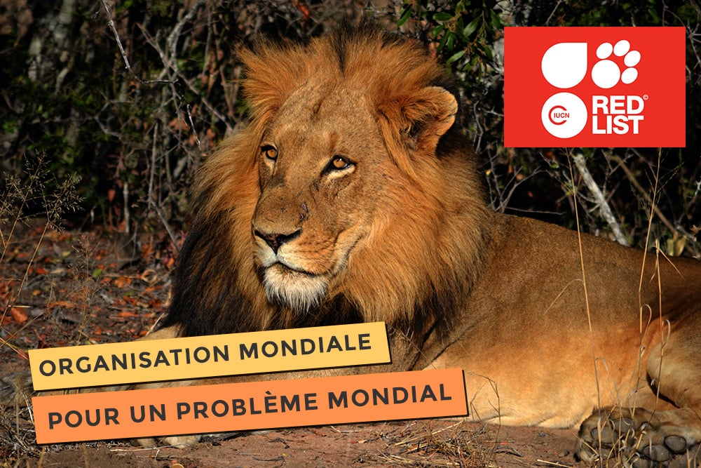 photo de IUCN pour la conservation mondiale