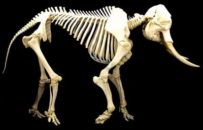 La trompe de l'éléphant, un organe hors du commun 🐘 Image d'un squelette d'éléphant, pas un seul os !