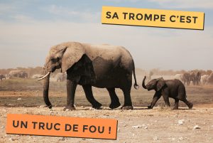 La trompe de l'éléphant, c'est un truc de Fou !