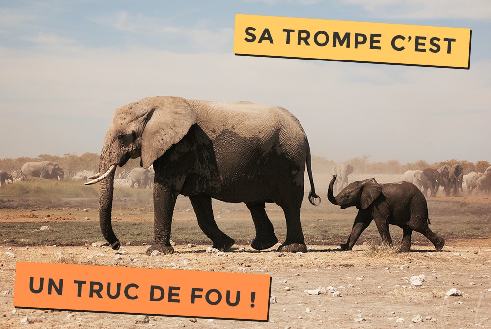 La trompe de l'éléphant, c'est un truc de Fou !