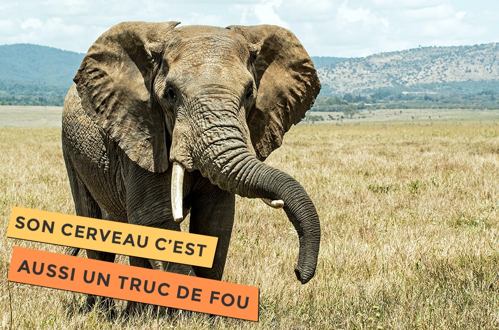 Photo d'un éléphant, le cerveau de l'éléphant, c'est un truc de fou