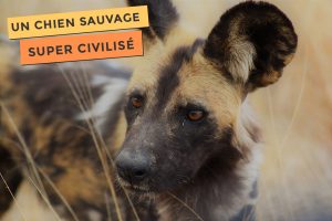 Photo du lycaon, un chien démocratique