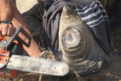 photo de décornage de rhinocéros