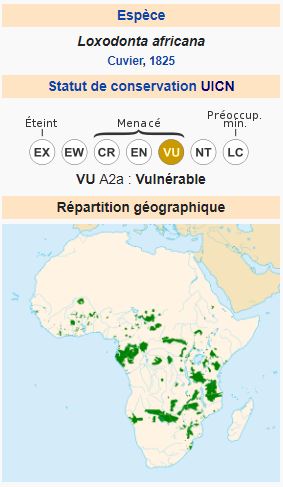 La trompe de l'éléphant, un organe hors du commun 🐘 La carte Wikipédia, Eléphant d'Afrique