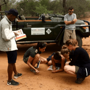 GVI Devenir volontaire dans une réserve dans le Limpopo 🐘 photo du game viewer pour observer des empreintes