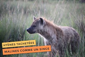Les hyènes tachetées elles sont malines comme un singe