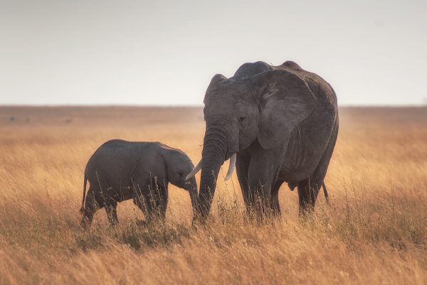 Le cerveau de l'éléphant, encore un truc de fou 🐘 phot des éléphants des animaux sensibles