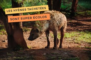 Blog photo de hyènes tachetées sont supers écolos
