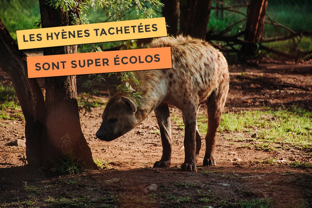 photo de hyènes tachetées sont supers écolos