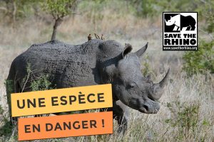Blog Photo de save the rhino une espèce en danger