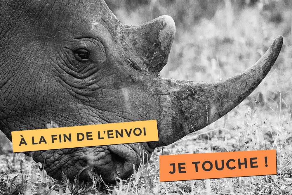 Photo d'un rhinocéros l'escrimeur de l’extrême