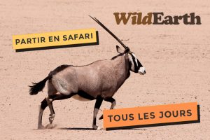 Kouloula et Wildearth, partez en safari tous les jours